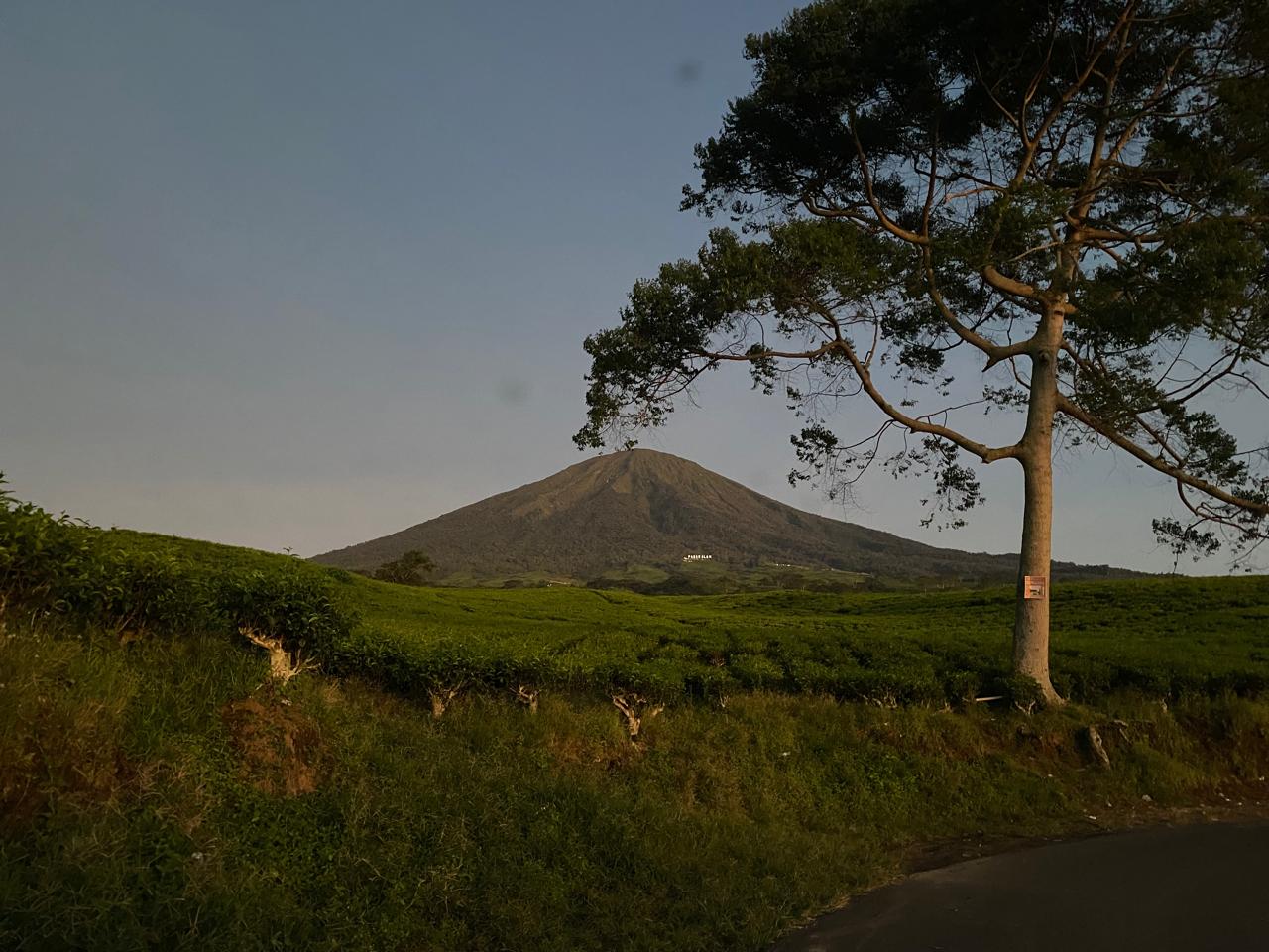 Gunung Dempo di atas kebun teh Pagar Alam